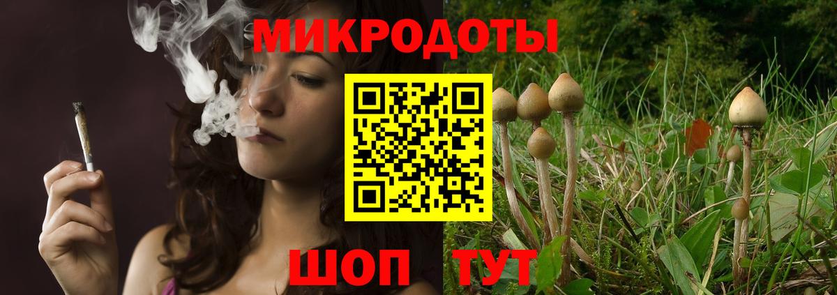 Галлюциногенные грибы Psilocybine cubensis Черняховск